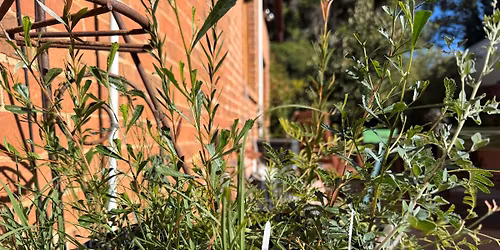 Volunteer Morning - Tree Planting