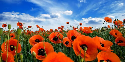 Annual Buddy Poppy Drive