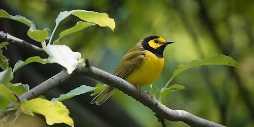 Birding in Peace: Late-Risers Edition (Members Only)