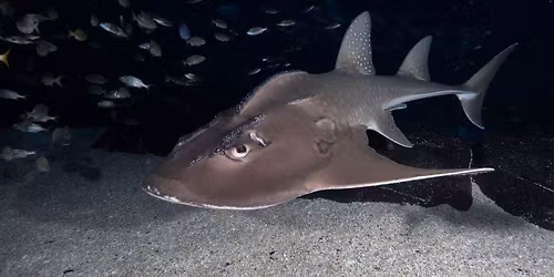 Tuesdays in the Field December