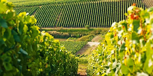Weekly Tasting: France, Just Off the Beaten Path