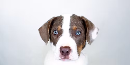 Puppy Haven Home Adoption Event