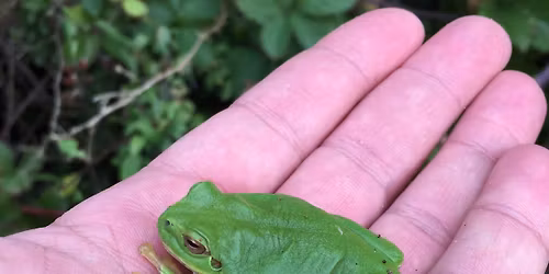 Lystige l\u00f8vfr\u00f8er