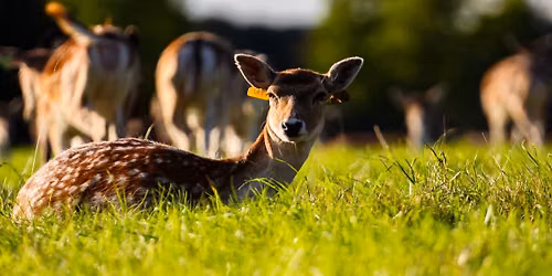 Photography for Curious Eyes: Creative Blur & Depth Walk
