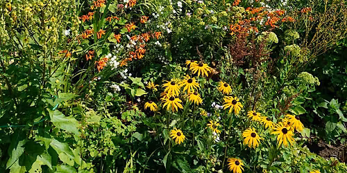 ReGrow Volusia: Grass to Meadow