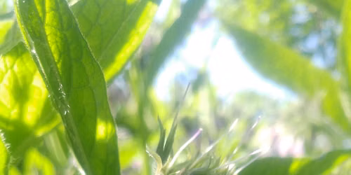 Growing resilience - gardening for the future
