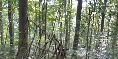 Sanketur til S\u00f8ndermarken\/Foraging in S\u00f8ndermarken.