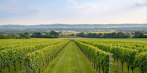 Sparkling Wine Tasting at Museum Wines