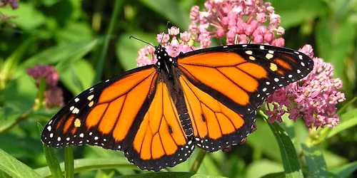 Butterfly and Hummingbird Gardening