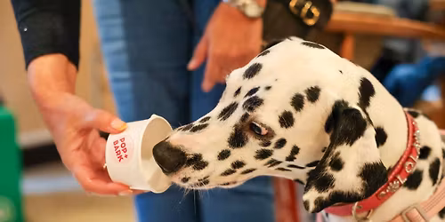 DALMATIAN CAFE CHRISTMAS - LONDON