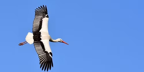 Free Guided Walk with Nature at Knepp and Warnham \t