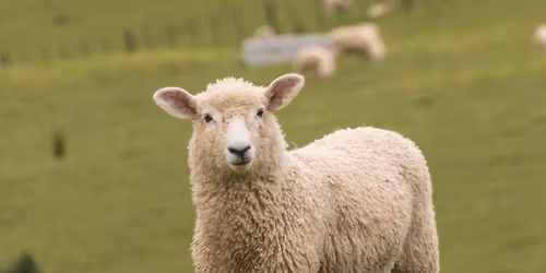 The Chancellor's Sheep and Wool Showcase