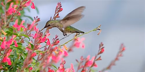 The Hummingbird Chronicles: Backyard Tips & Tricks