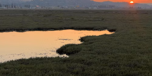 Sunset Naturalist Walk at Bair Island