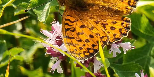 Butterfly Walk on Banstead Heath
