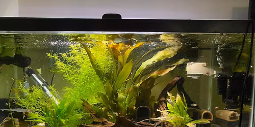 CAFE Fall 2026 Auction