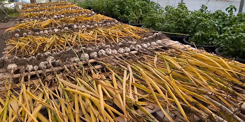 How to Grow Garlic Workshop