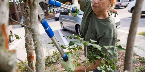 09-17-2026 Proper Pruning Techniques for Trees and Shrubs