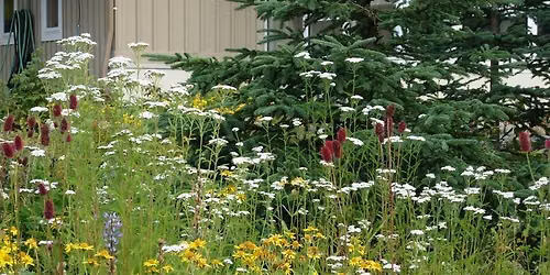 Wildflower Walk