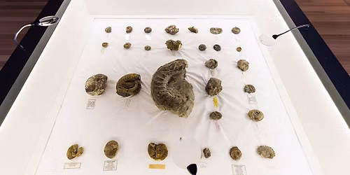 Confinement’s Mystery After Dark: Fossils & Secrets — 1 Grantham Street, Hamilton, New Zealand 3204
