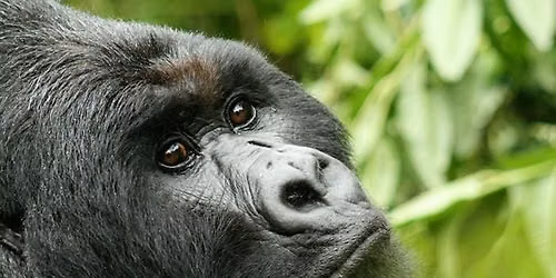 BUDGET GORILLA TREKKING IN UGANDA AND RWANDA