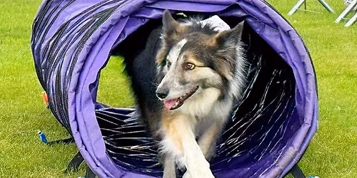 Paws Fun Agility Course at Halifax Agricultural Show