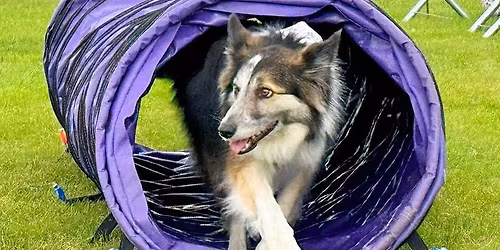 Paws Fun Agility Course at Halifax Agricultural Show
