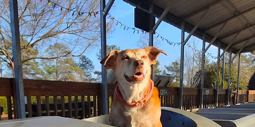 Doggie Day is BACK! Bark, Bark, Bark.