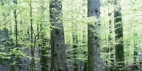 IL BOSCO INSEGNA L\u2019EQUILIBRIO