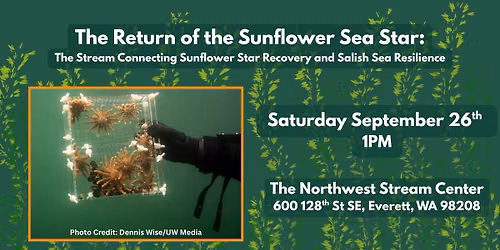 The Return of the Sunflower Sea Star