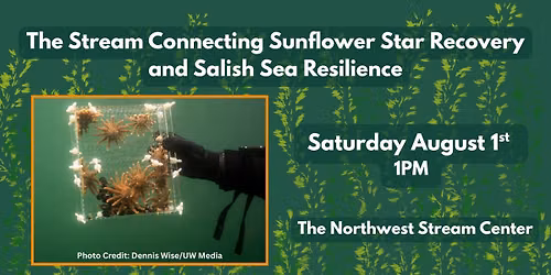 The Stream Connecting Sunflower Star Recovery and Salish Sea Resilience