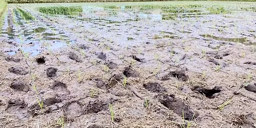 \u305f\u3093\u307c\u30bc\u30df\u7530\u690d\u30482026