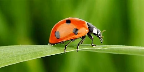 Ladybird Class 2026 - New Parents Meeting - September 2026