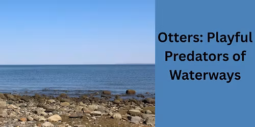 Otters: Playful Predators of Waterways
