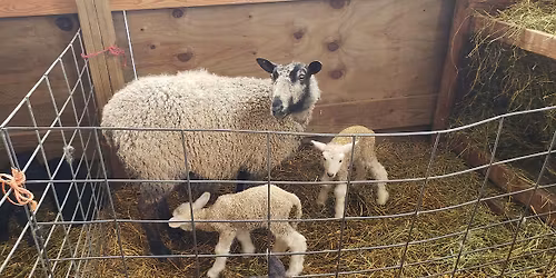 SHEEP BREEDS TOUR OF THE SHEEP BARN