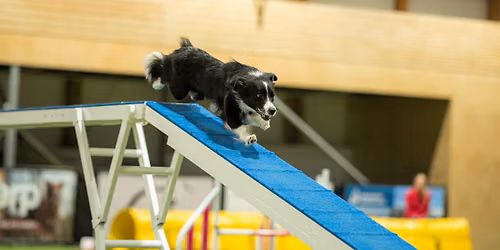 Agility Intenzivka s Anet Indr\u00e1kovou \ud83c\udde8\ud83c\uddff