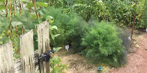 Spring into Vegetable Gardening