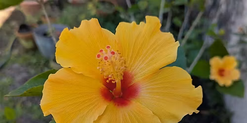Beautiful Hibiscus!