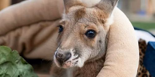 Kangaroo Yoga