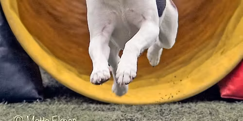 Dobbeltstevne i Rallylydighet 12 og 13 september 2026