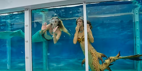 Spectacular Mermaid Aquarium Show \u2014 Experience the Magic Live!