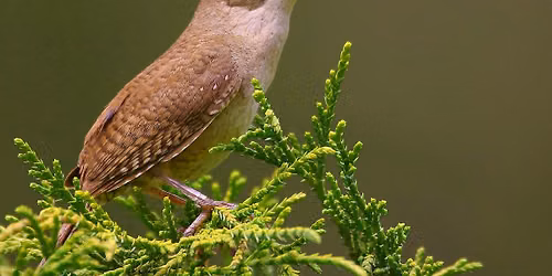 Birding By Ear
