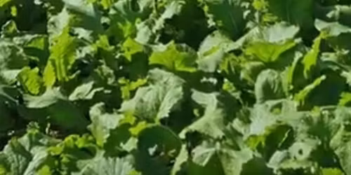 Sarn and district Turnip competition