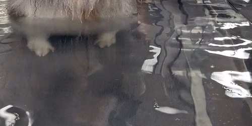 Level 4 Certificate in Canine Hydrotherapy for Veterinary Physiotherapists