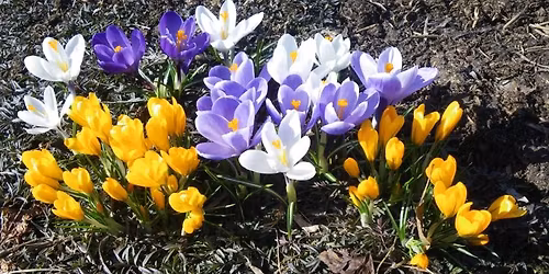 Spring Plant Sale