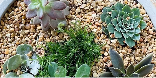 Succulent Dish Gardens