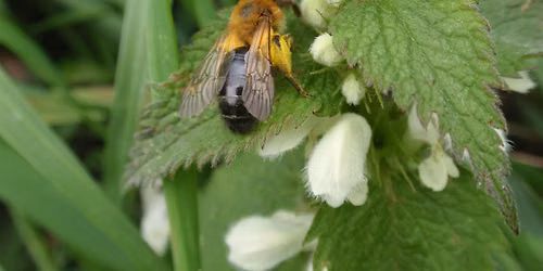 Introduction to Solitary Bees