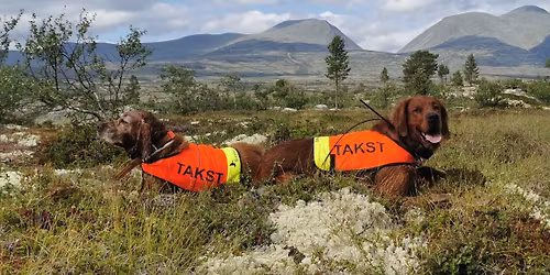 Takseringskurs h\u00f8nsefugl - Elverum