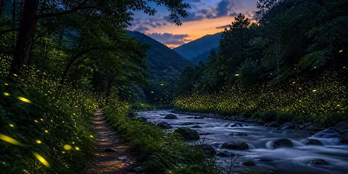 Synchronized Fireflies in Smokies with Backcountry Camping and Hiking