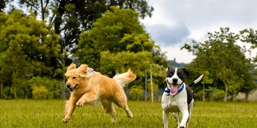 Recall Training Class w\/ Gentle and Kindness Training Methods